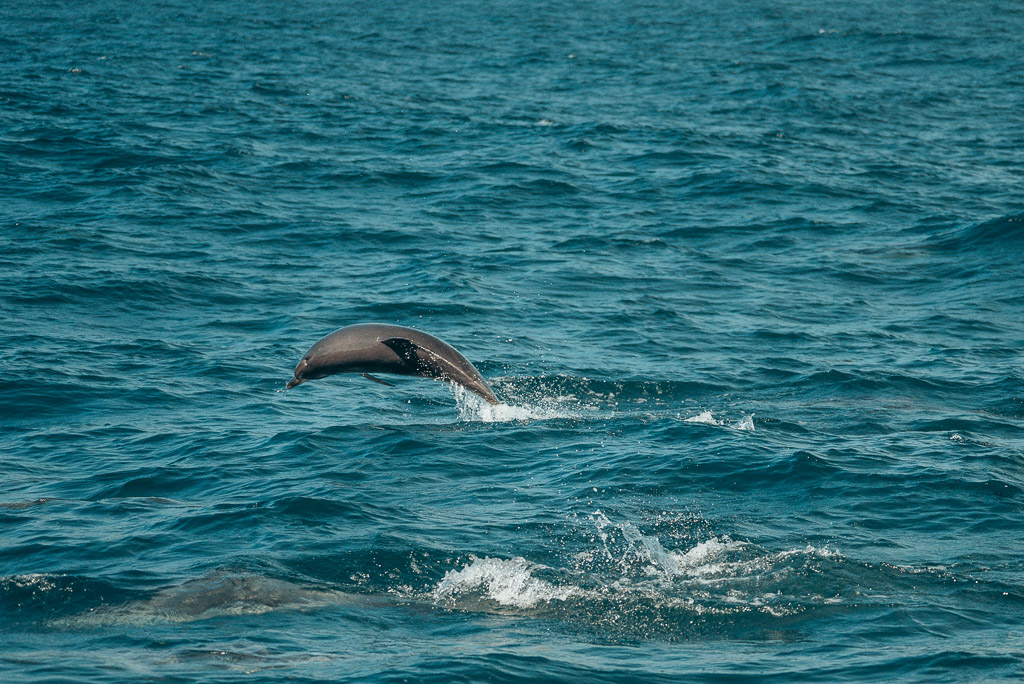 Las Palmas to Cape Verde dolphins 1