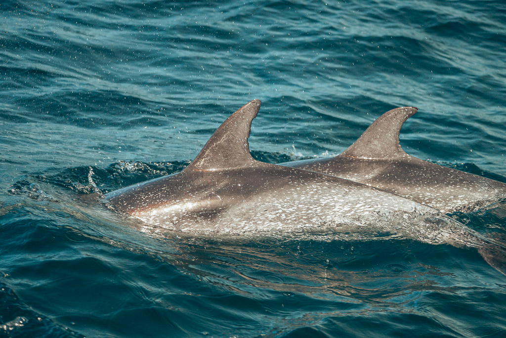Las Palmas to Cape Verde dolphins playing